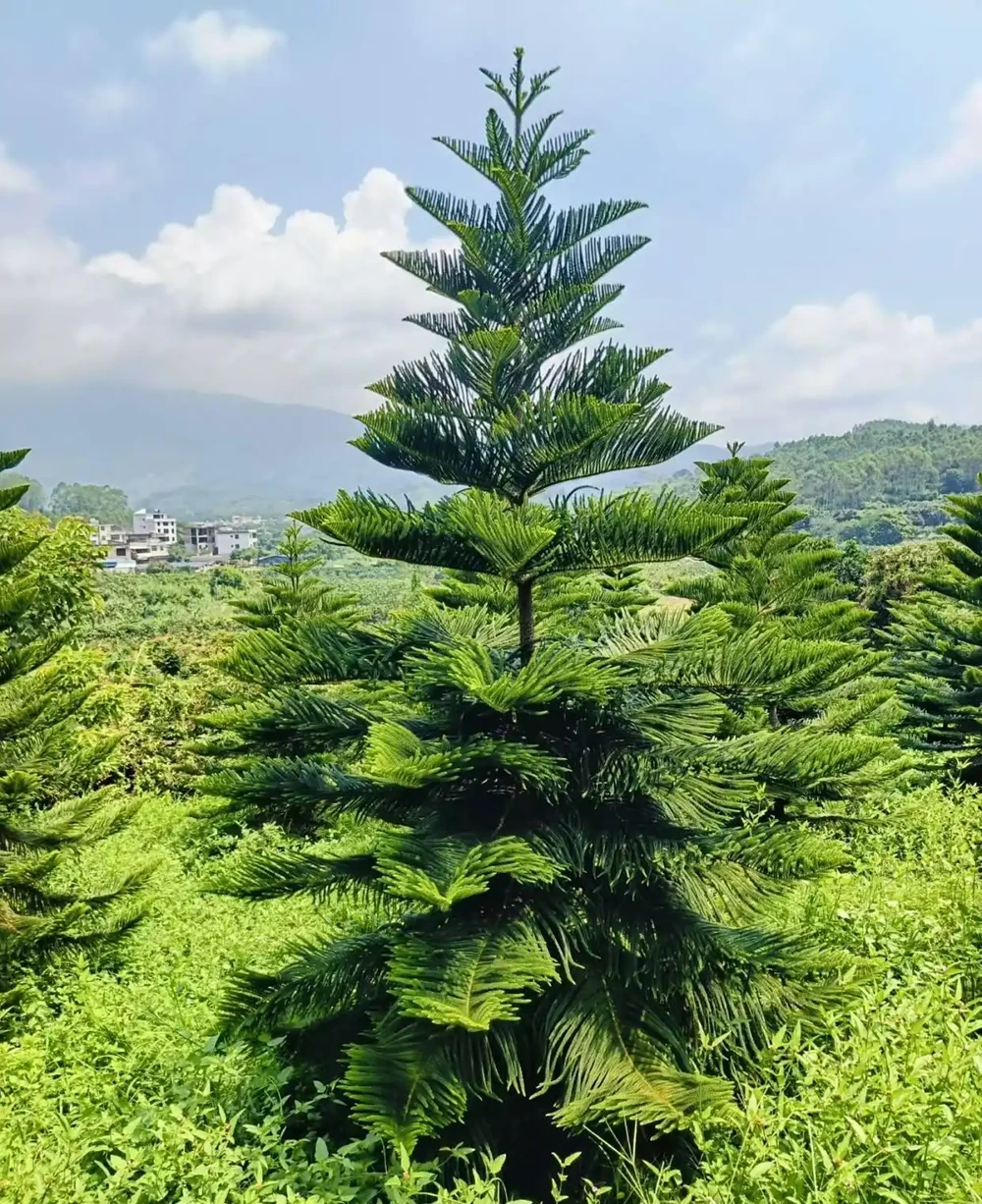 全球知名觀賞樹種肯氏南洋杉