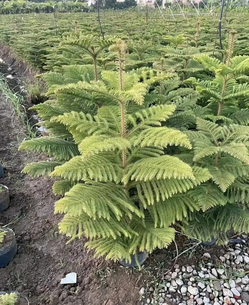 肯氏南洋杉不耐寒