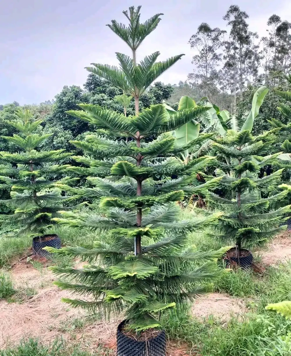 肯氏南洋杉葉片層次分明