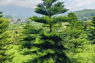 肯氏南洋杉：全球知名的兼具觀賞性與獨特習性的常綠喬木