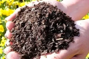 秋天落葉別扔！自制「腐葉土」，養花神器輕鬆get