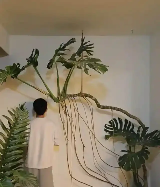 男子曬「2000買的龜背芋」,問值不值?網友:千金難買心頭好