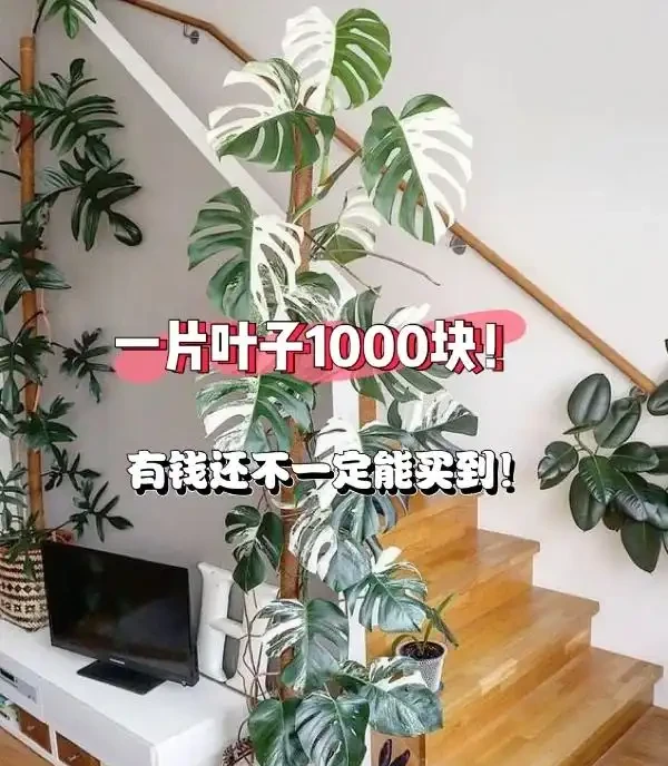 男子曬「2000買的龜背芋」,問值不值?網友:千金難買心頭好