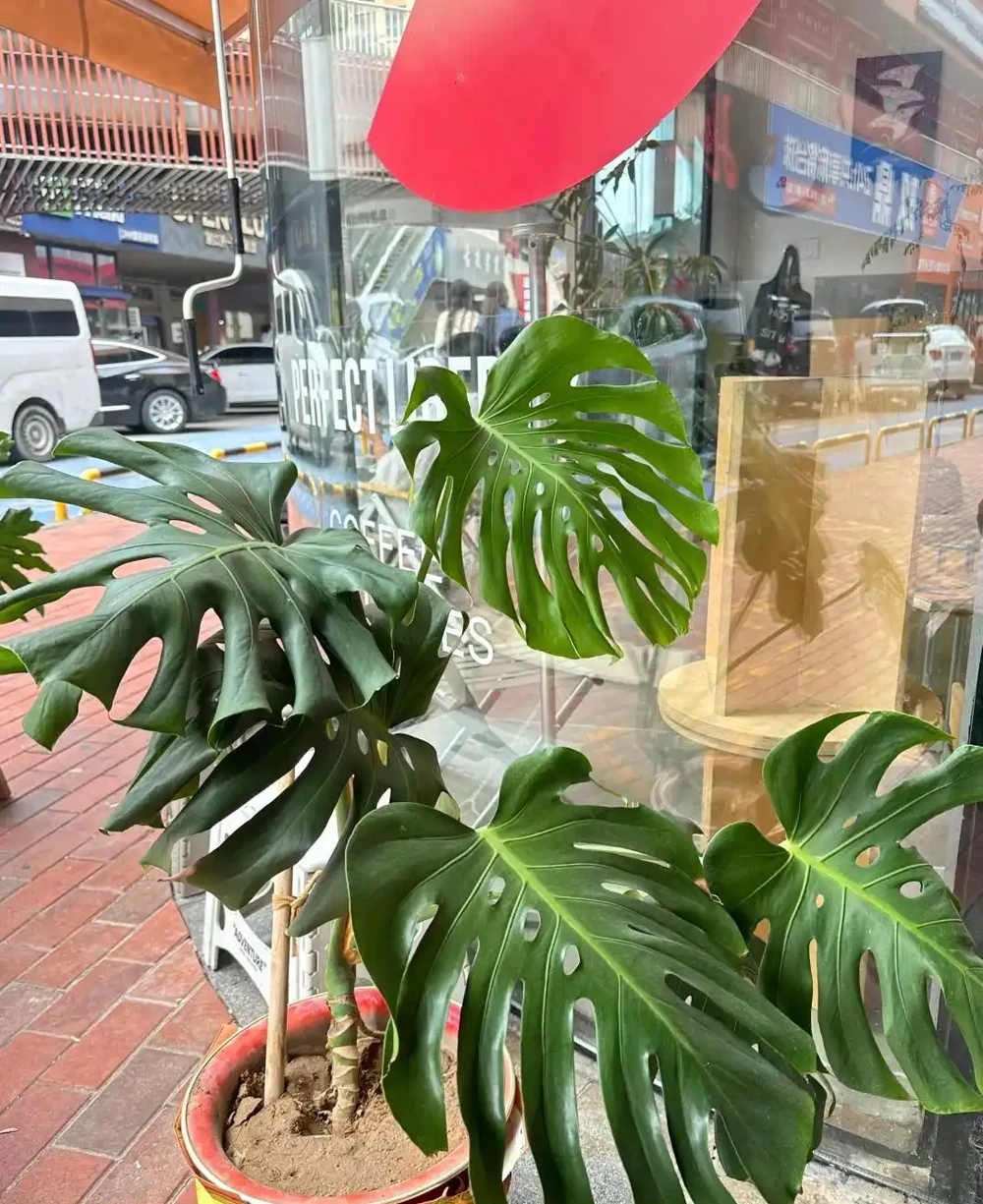 男子曬「2000買的龜背芋」,問值不值?網友:千金難買心頭好