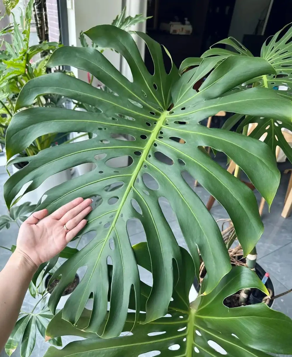男子曬「2000買的龜背芋」,問值不值?網友:千金難買心頭好