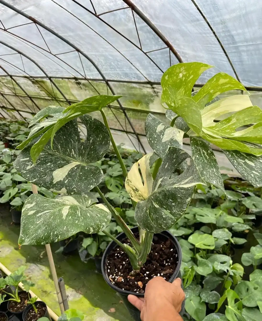 男子曬「2000買的龜背芋」,問值不值?網友:千金難買心頭好