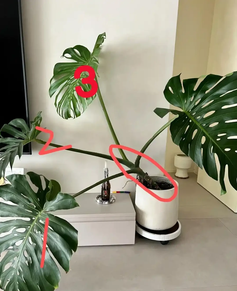 男子曬「2000買的龜背芋」,問值不值?網友:千金難買心頭好