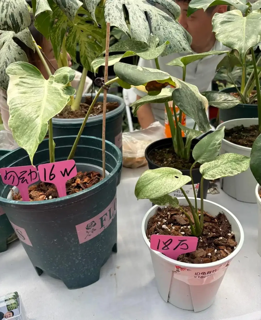 男子曬「2000買的龜背芋」,問值不值?網友:千金難買心頭好