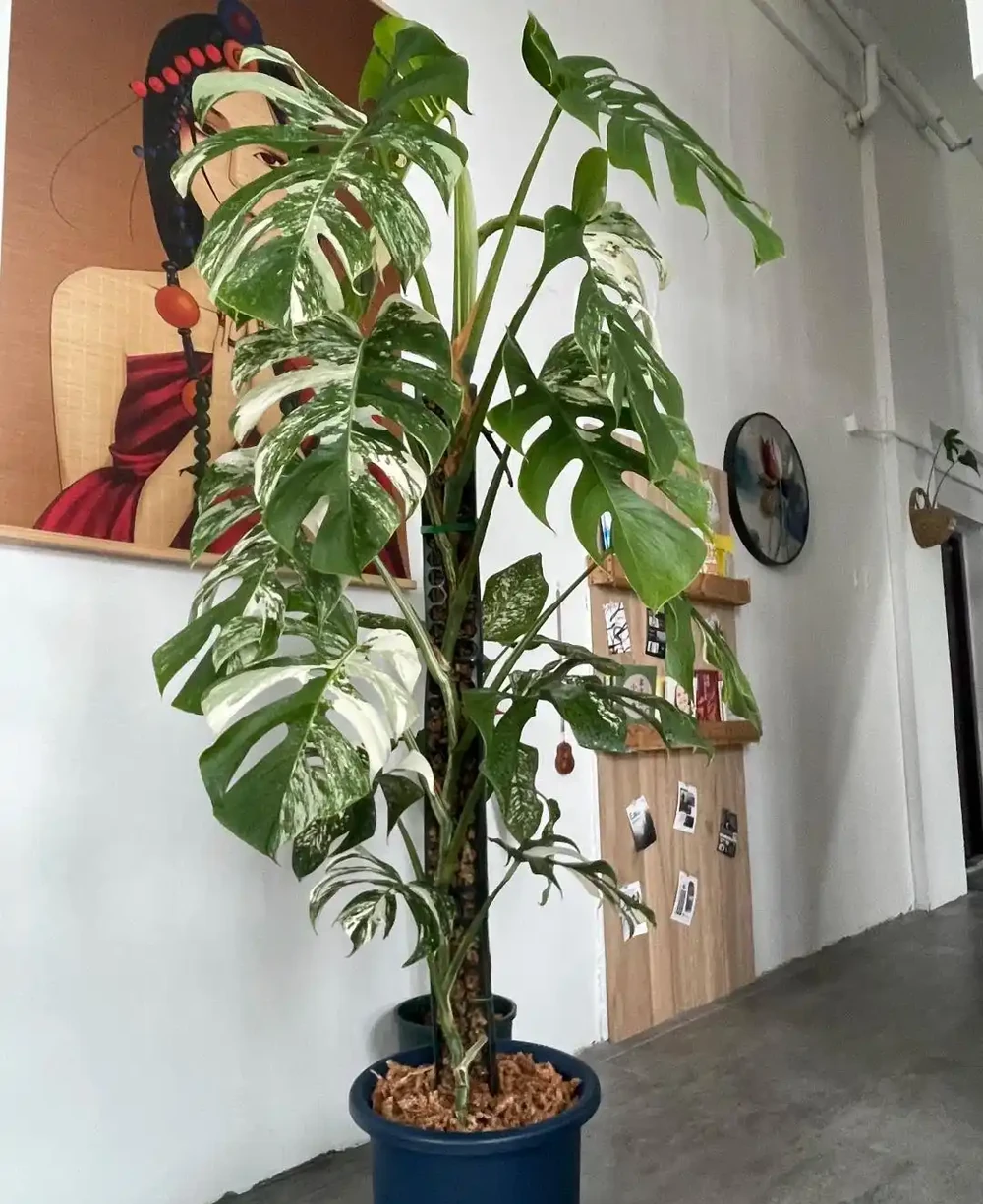 男子曬「2000買的龜背芋」,問值不值?網友:千金難買心頭好