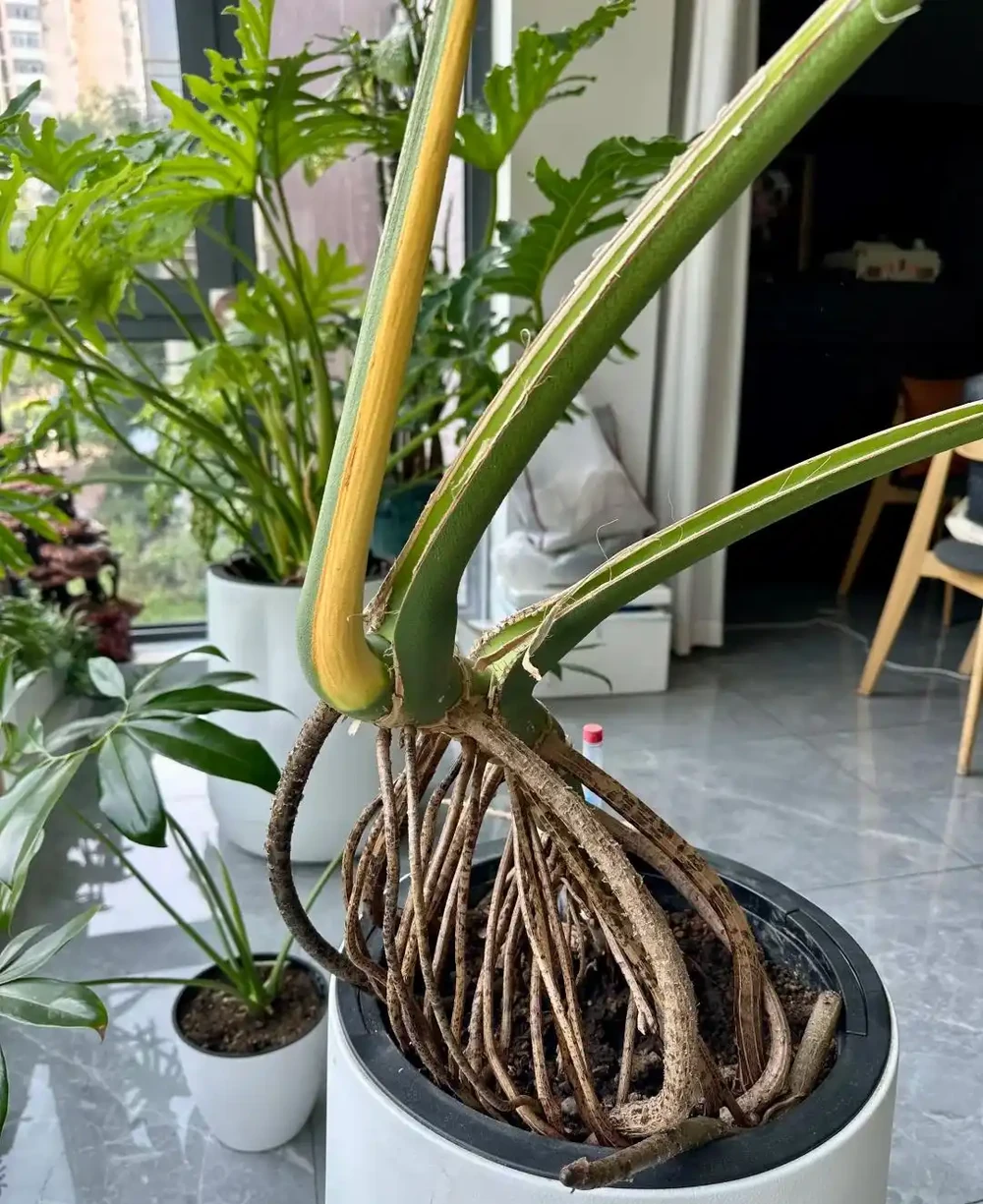 男子曬「2000買的龜背芋」,問值不值?網友:千金難買心頭好