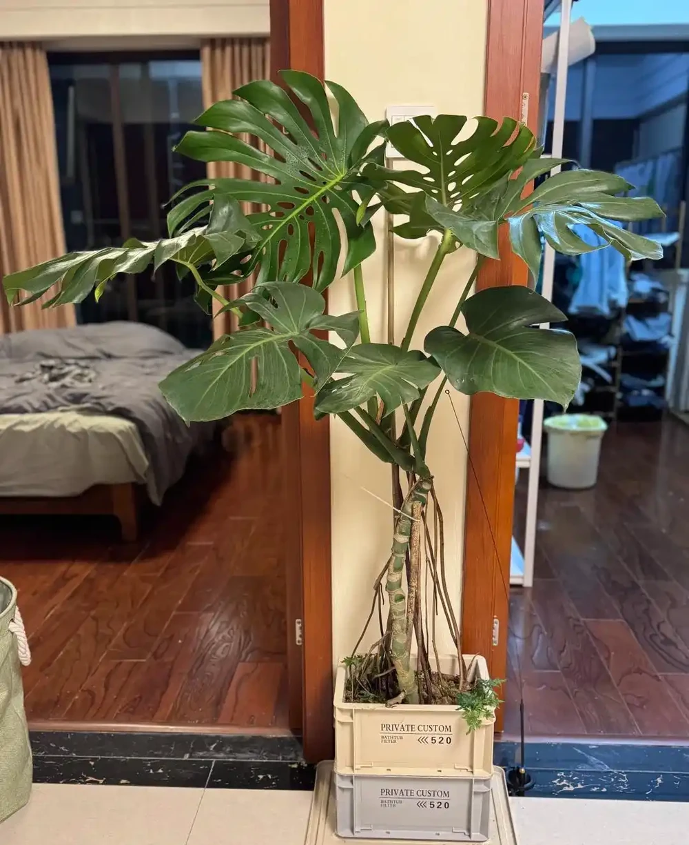 男子曬「2000買的龜背芋」,問值不值?網友:千金難買心頭好