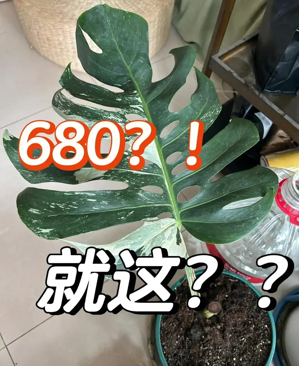 男子曬「2000買的龜背芋」,問值不值?網友:千金難買心頭好