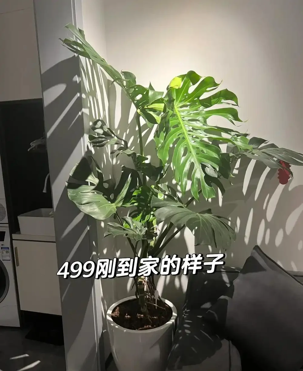男子曬「2000買的龜背芋」,問值不值?網友:千金難買心頭好