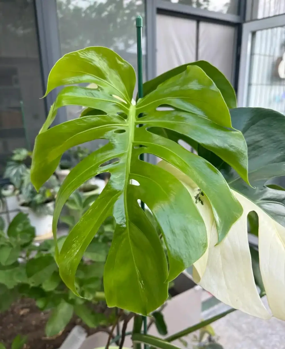 男子曬「2000買的龜背芋」,問值不值?網友:千金難買心頭好