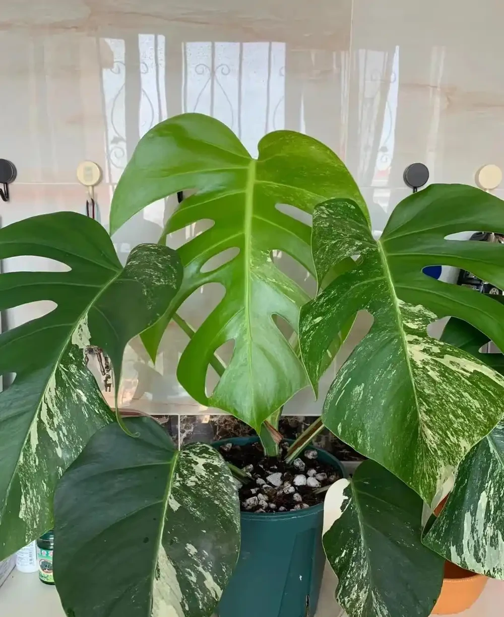 男子曬「2000買的龜背芋」,問值不值?網友:千金難買心頭好