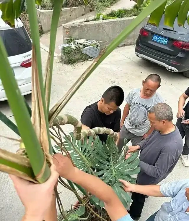 男子曬「2000買的龜背芋」,問值不值?網友:千金難買心頭好