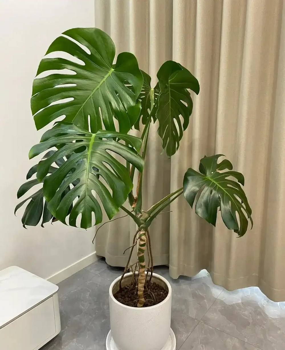 男子曬「2000買的龜背芋」,問值不值?網友:千金難買心頭好