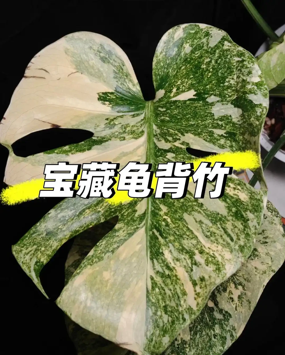 男子曬「2000買的龜背芋」,問值不值?網友:千金難買心頭好
