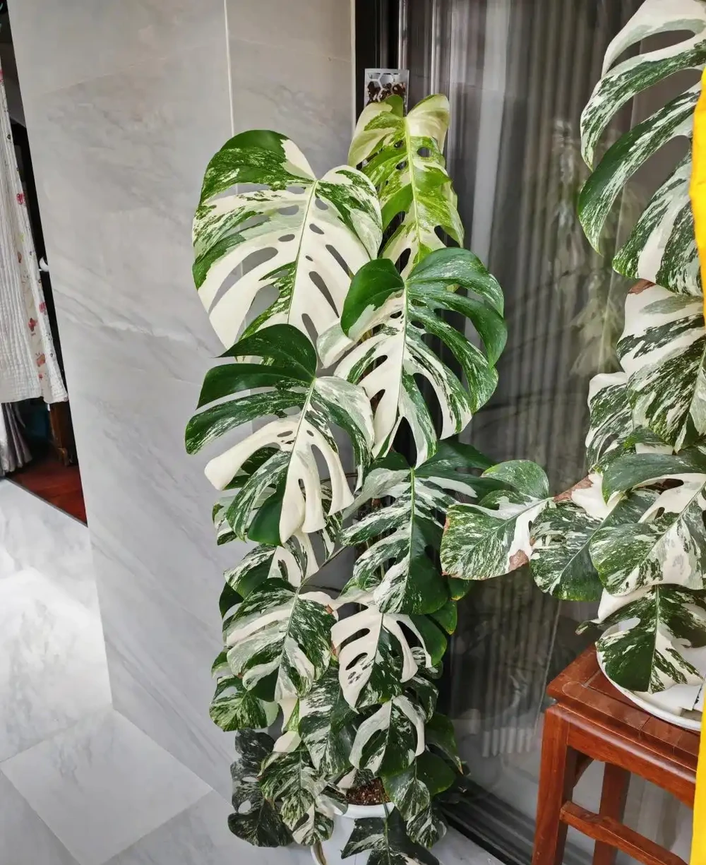 男子曬「2000買的龜背芋」,問值不值?網友:千金難買心頭好