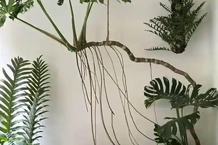 男子曬「2000買的龜背芋」，問值不值？網友：千金難買心頭好