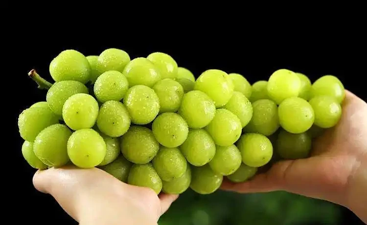 醫生提醒：陽光玫瑰儘量少吃，或者最好不吃，原因是什麼？很多人還不清楚！