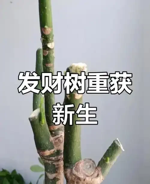 發財樹截乾重生指南:五步讓「禿幹」煥發新綠