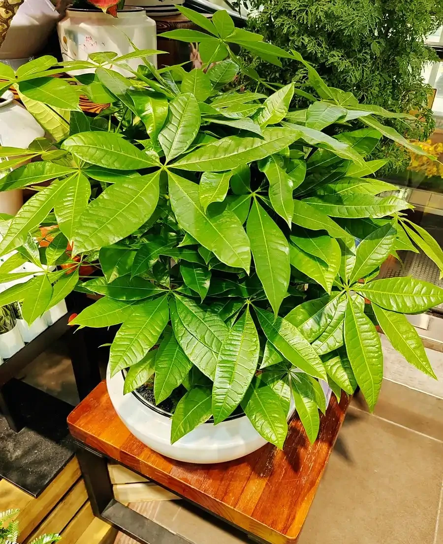 發財樹鋸掉一截怎麼養?怕鋸後發財樹爛杆?記3個關鍵期+5個避坑點,20天出綠芽、半年恢復高顏值,養花小白也能搞定