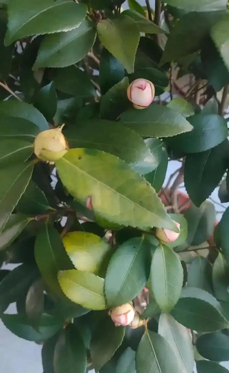 茶花黃葉自救指南：五大誘因與精準解決方案