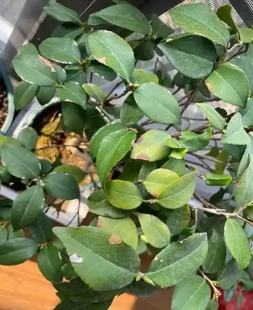 茶花黃葉自救指南：五大誘因與精準解決方案