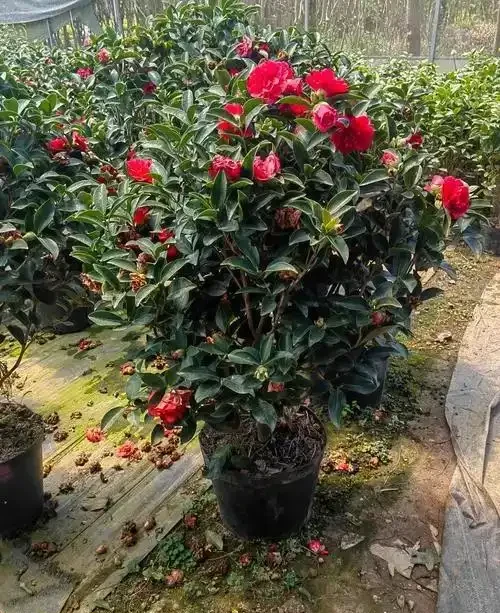 茶花黃葉自救指南：五大誘因與精準解決方案
