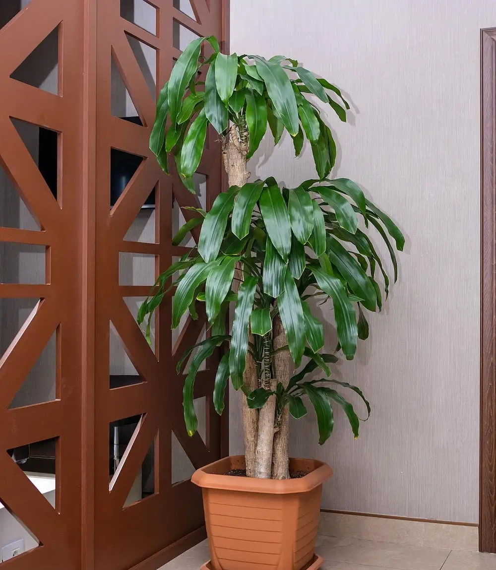 發財樹鋸掉一截怎麼養?怕鋸後發財樹爛杆?記3個關鍵期+5個避坑點,20天出綠芽、半年恢復高顏值,養花小白也能搞定
