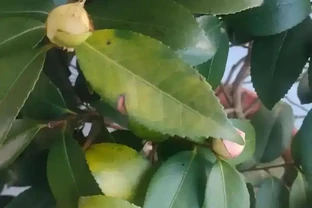 茶花黃葉自救指南：五大誘因與精準解決方案