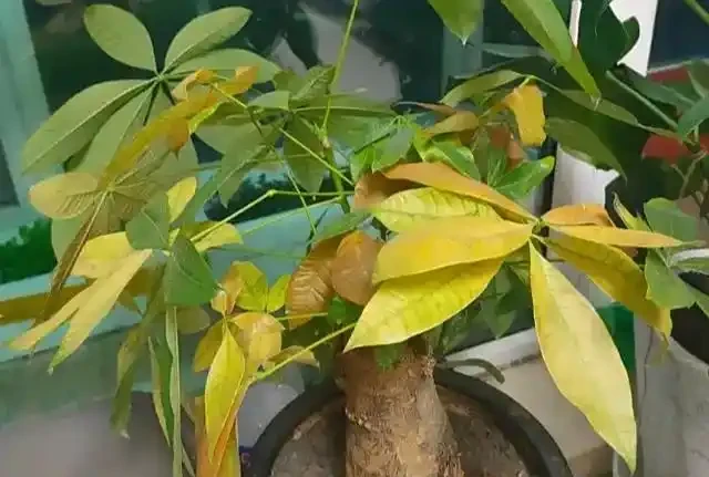發財樹葉不綠？6招讓它綠得流油