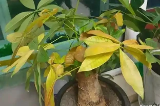 發財樹葉不綠？6招讓它綠得流油