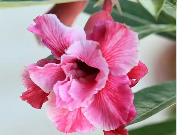 沙漠玫瑰總掉花苞？學會3招，枝繁葉茂花滿枝！