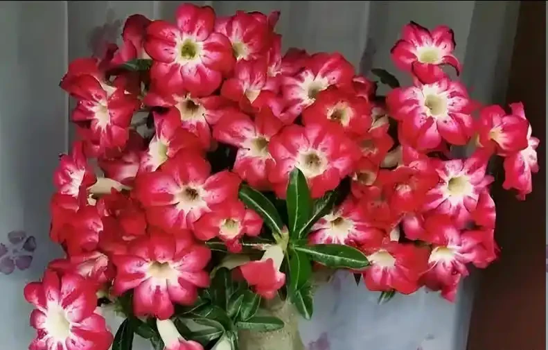 沙漠玫瑰總掉花苞？學會3招，枝繁葉茂花滿枝！