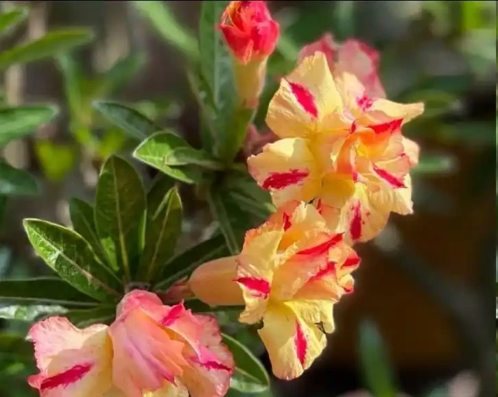 沙漠玫瑰總掉花苞？學會3招，枝繁葉茂花滿枝！