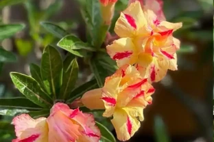 沙漠玫瑰總掉花苞？學會3招，枝繁葉茂花滿枝！