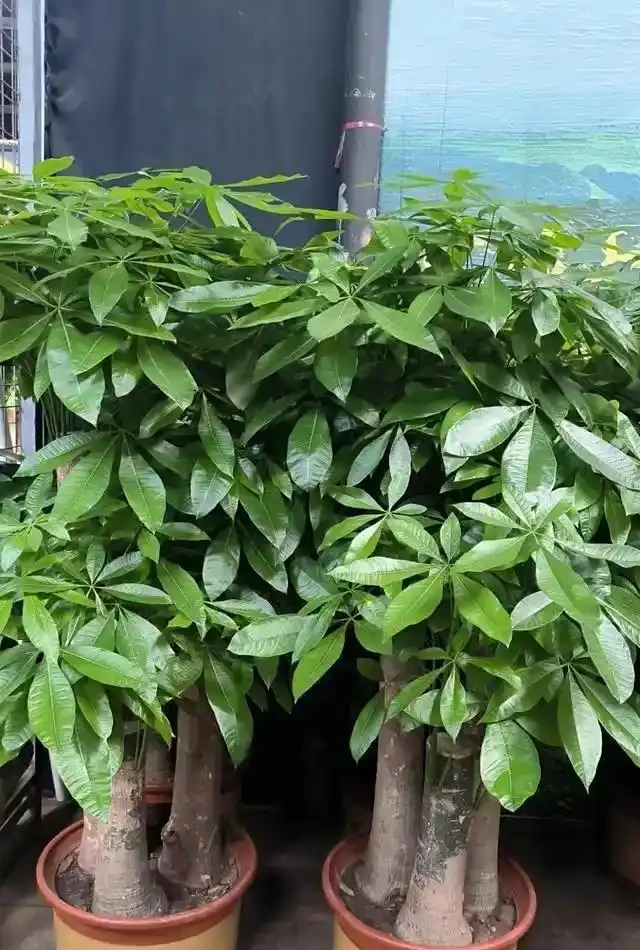 8 種旺宅吉利花養護指南：簡單好養，開花滿盆還添福氣