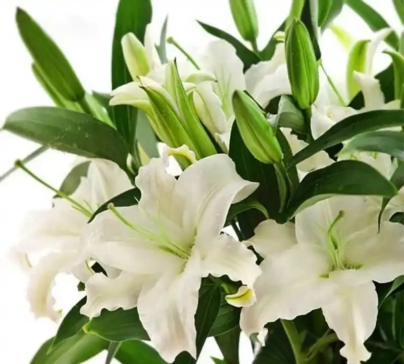 8 種旺宅吉利花養護指南：簡單好養，開花滿盆還添福氣