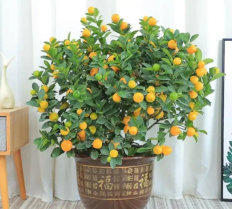 8 種旺宅吉利花養護指南：簡單好養，開花滿盆還添福氣
