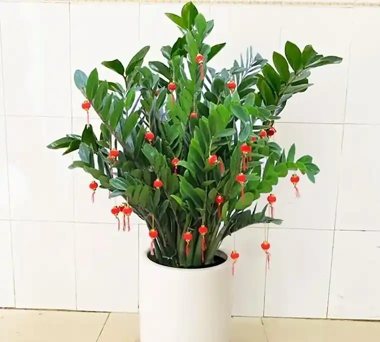 8 種旺宅吉利花養護指南：簡單好養，開花滿盆還添福氣