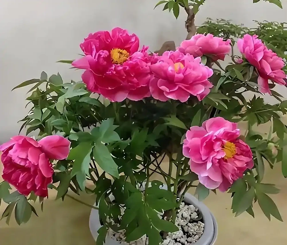 8 種旺宅吉利花養護指南：簡單好養，開花滿盆還添福氣