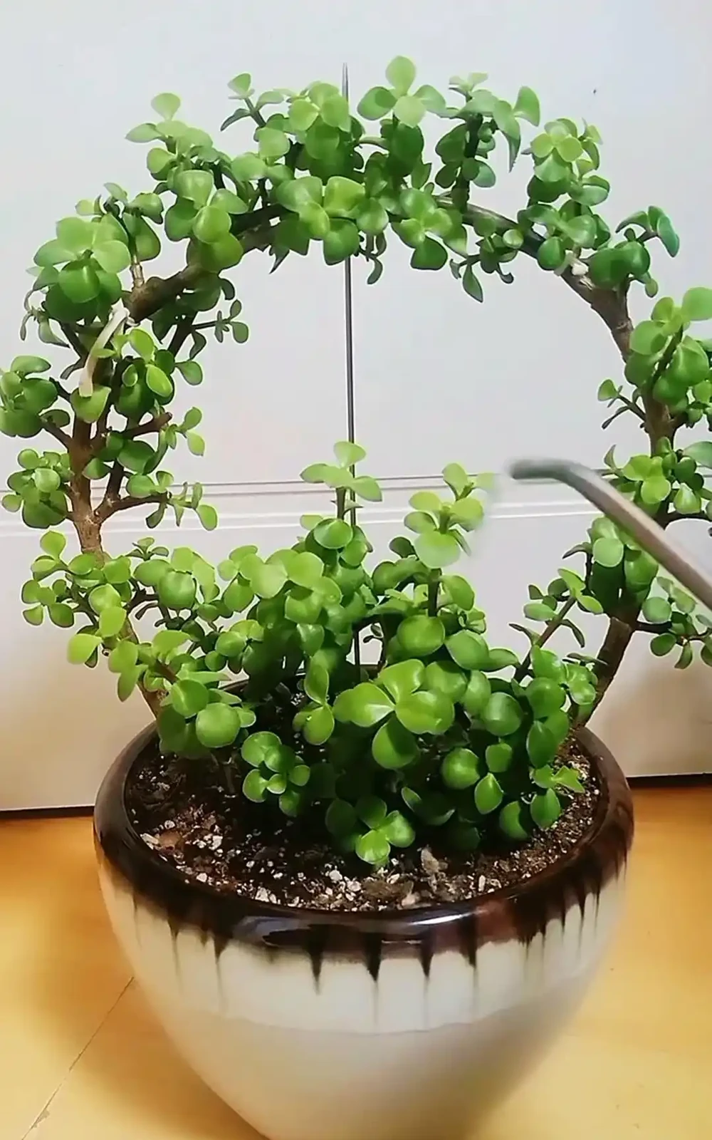 8 種旺宅吉利花養護指南：簡單好養，開花滿盆還添福氣