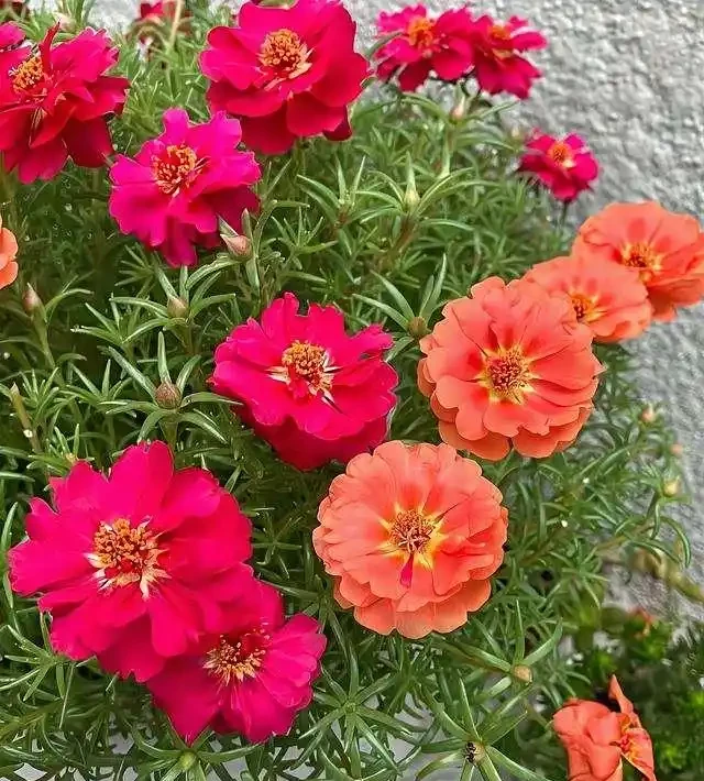 松葉牡丹