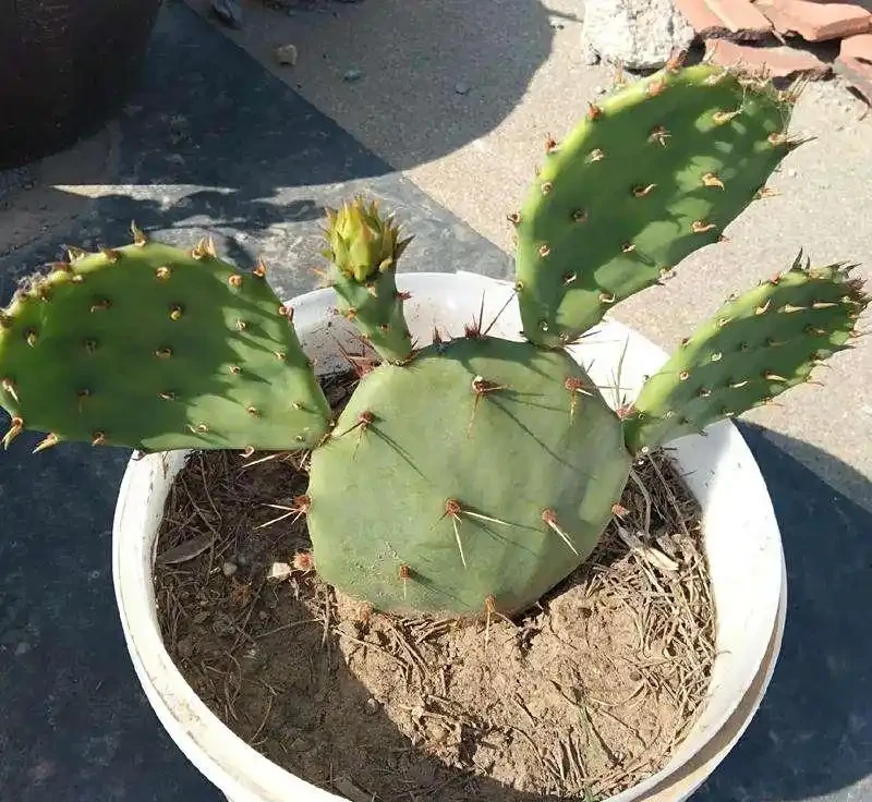 仙人掌
