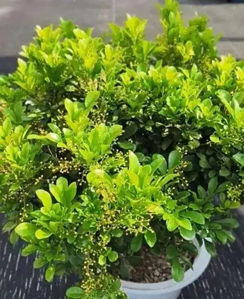 樹蘭花