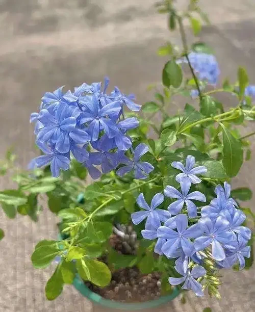 藍雪花