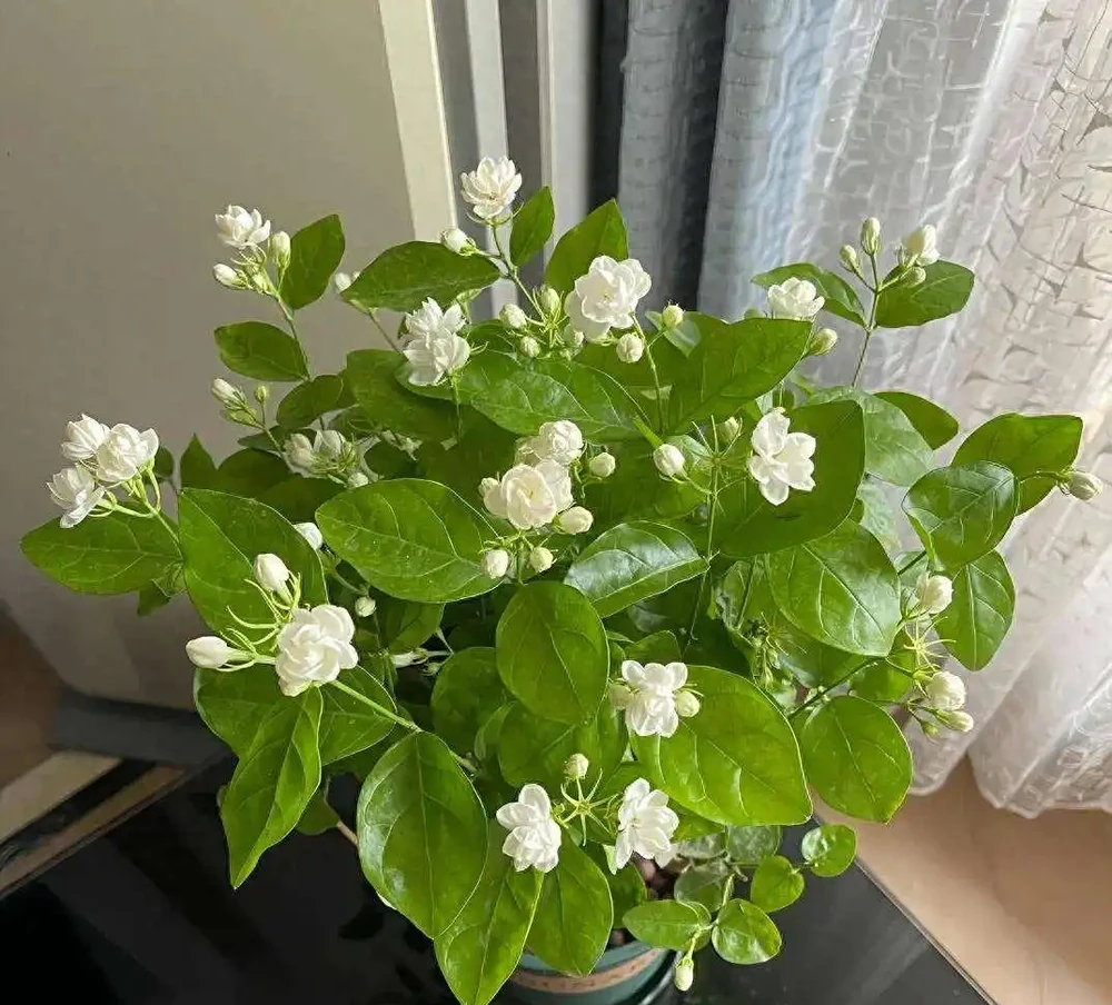 茉莉花