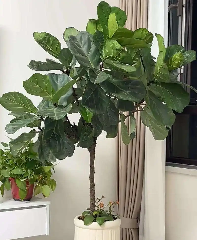 琴葉橡皮榕